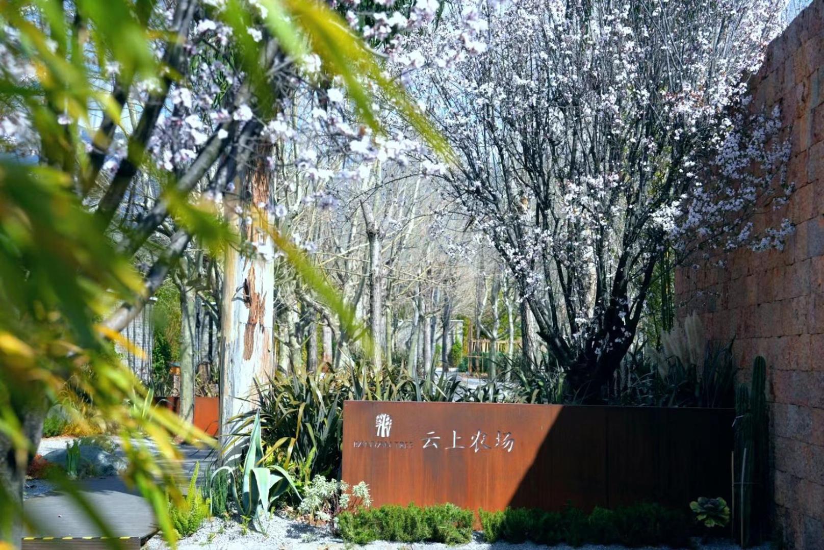 Banyan Tree Lijiang Hotel Lijiang  Bagian luar foto